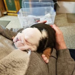 English Bulldog and French Bulldog Puppies from Bullwrinklz
