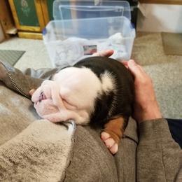 English Bulldog and French Bulldog Puppies from Bullwrinklz