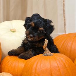 Leia - Phantom female Bernedoodle puppy in Ogden, Utah from Salty Point Doodles