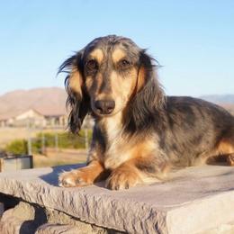 Rachel - Dachshund