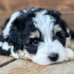 Marshall - Black tri-color male Aussiedoodle puppy in Charleston, Arkansas from Lazy S Aussies