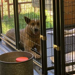 Australian Cattle Dog Puppies from SB Heelers Cattle Dogs and Performance Horses