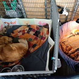 Golden Retriever Puppies from Superior Gold Golden Retrievers