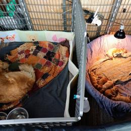Golden Retriever Puppies from Superior Gold Golden Retrievers