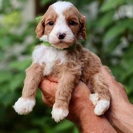 Arthur - Green collar boy - Red  male Goldendoodle puppy in Ruthorfordton, North Carolina from Duncan Doodles Goldendoodles
