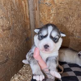 Boy 2 - Sable and white male Siberian Husky puppy in Iron River, Wisconsin from Wiemeri Siberians