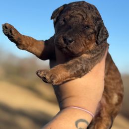 Butterscotch - Brown and white male Sheepadoodle puppy in Greeneville, Tennessee from Smokey Mountain Sheepadoodles