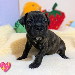 Bright Pink collar: Dew Drop - Black brindle female Cane Corso puppy in Franktown, Colorado from Earth and Ship Cane Corso