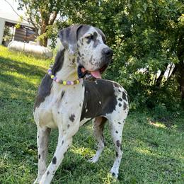 Ivy - Harlequin female Great Dane puppy in Sac City, Iowa from Northern Great Danes of Colorado & Iowa
