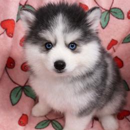 Boy 2 - Gray and white male Pomsky puppy in Bolton, Connecticut from Elle Pomsky