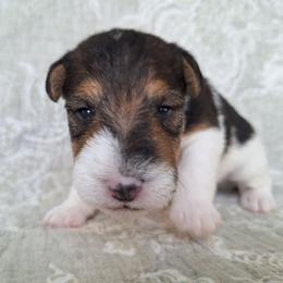 Girl 3 - White black and tan female Wire Fox Terrier puppy in Lancaster, Missouri from Missouri Meadows Farm