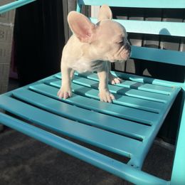French Bulldog Puppies from Love Bundles