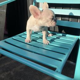 French Bulldog Puppies from Love Bundles