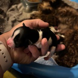 Female 3 - Parti female Miniature Schnauzer puppy in Plaucheville, Louisiana from Honey Doux Southern Paws