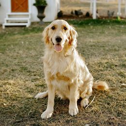 Indie - Golden Retriever