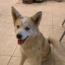 Pomskies from Playful Pomsky