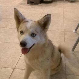 Pomskies from Playful Pomsky