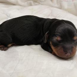 Black and tan boy 1 - Black and tan male Dachshund puppy in Port Orchard, Washington from Haus of Wiener Schnitzel