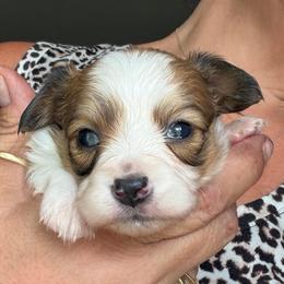 Skye - Red white and sable female Papillon puppy in Surprise, Arizona from Papillons in Arizona