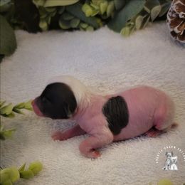 Maya's Pink Poppy - White and black female Chinese Crested puppy in Ocala, Florida from Crestie Charm Cottage