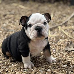 Lexi - Black tri-color female Bulldog puppy in Ben Lomond, Arkansas from Miesha Carver's Bulldogs