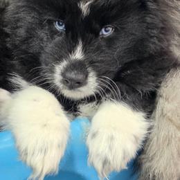 Zeekie - Black and white male Siberian Husky puppy in East Tawas, Michigan from BurnsBerg's Woolies