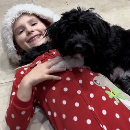 Aussiedoodle and Miniature Australian Shepherd All Grown Up from Maple Ridge Mini Aussies