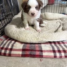 Border Collie Puppies from Whipple Family Farms