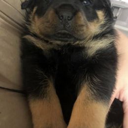 Rottweiler Puppies from AK Rotts