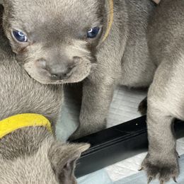 French Bulldog Puppies from Fabled Frenchies