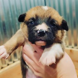 Beagle and Pembroke Welsh Corgi Puppies from Country Acres Farm