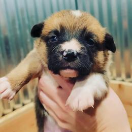 Beagle and Pembroke Welsh Corgi Puppies from Country Acres Farm