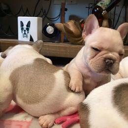 French Bulldog Puppies from BigStar French Bulldogs