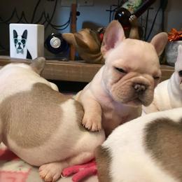 French Bulldog Puppies from BigStar French Bulldogs