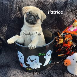 Patrice - Fawn female Pug puppy in Summerville, Georgia from Pearly’s Pugs & Pollywog Poodles