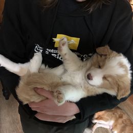 Border Collie Puppies from Cahill’s Canines