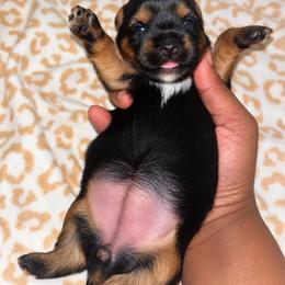 Pearl - Black and tan female Yorkshire Terrier puppy in Gastonia, North Carolina from Banks Dynasty Kennel
