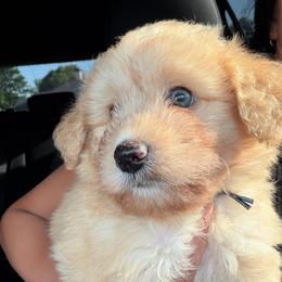 Navy Boy - Apricot male Aussiedoodle puppy in Nacogdoches, Texas from Glo’s Aussiedoodles