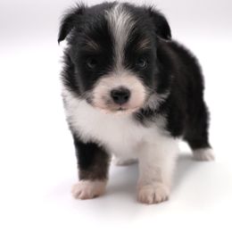 Josie - Black tri female Toy Australian Shepherd puppy in Hamilton, Montana from Bitterroot Toy Aussies