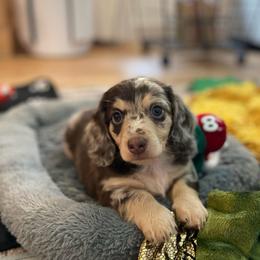 Juno - Dapple male Dachshund puppy in Fort Gibson, Oklahoma from Cooper’s Dachshunds