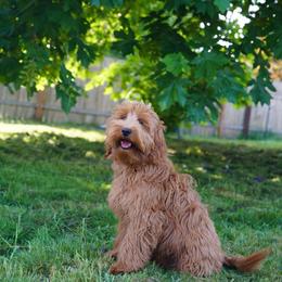 Milo - Goldendoodle