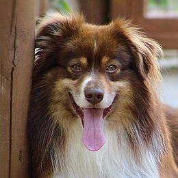 River - Miniature Australian Shepherd