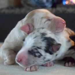 Australian Shepherd puppies from Canyon South Aussies