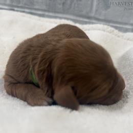 Green Collar Boy - Red  male Goldendoodle puppy in Pleasant Hill, Iowa from Harvest Creek