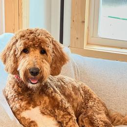 Goldendoodles from Cottage Falls Goldendoodles