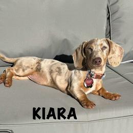 Kiki - Dachshund
