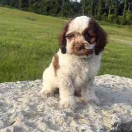 Rivers - Brown roan and tan male Cockapoo puppy in Connersville, Indiana from MoonShine Babies
