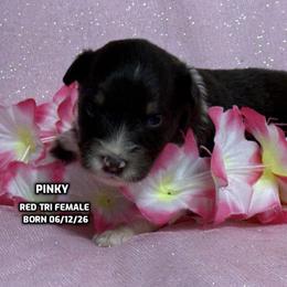 Pinky - Red tri-color female Australian Shepherd puppy in Bethany, Connecticut from Wynter Thyme Manor Australian shepherds