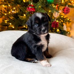 Spruce - Black tri male Miniature American Shepherd puppy in Idaho Falls, Idaho from Sugartop Minis
