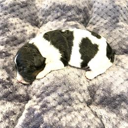 Boy 1 - Black and white male Cavapoo puppy in Nampa,, Idaho from Clig Doodle Days